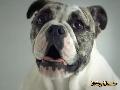 Super-Slow Motion Dogs