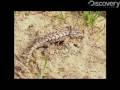 /a315403d82-lizards-show-evolution-in-action