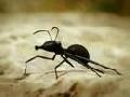 Minuscule The Flying ants