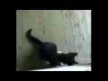 /5a291b7929-cat-meowing-nonstop