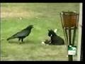 /1abea3c496-crow-adopts-kitten