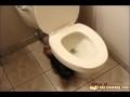 Yorkshire Terrier haßt Toilette