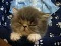 /ba033649f6-tired-baby-cat
