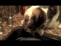 Katze liebt Wasser
