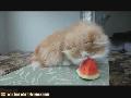 /3bf744729e-watermelon-cat