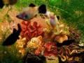 /f2bc4c7117-farbenfrohe-fischwelt-im-suesswasseraquarium