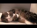 /f8bd66fec7-kitten-is-relaxed-in-the-bathroom