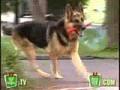 /7b7712c325-just-for-laugh-explosive-dog