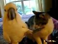 /ceda5d4b71-parrot-pets-cat