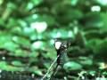 Dragonfly Escapes Frog Attack