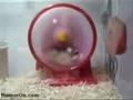 /0a91525835-hamster-on-speed