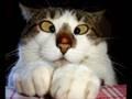 /2644ebfdcb-very-funny-cats-10