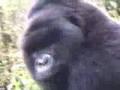 /54ecce9597-me-and-a-gorilla