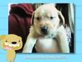 /fd7f46704c-golden-retriever-puppies