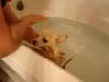 /a3e75d423d-chihuahua-puppies-taking-a-bath