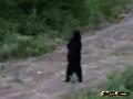 /cbb162a39f-bear-learns-to-walk-like-people