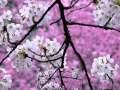 James Last - Der Fruhling - Spring