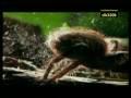 /465d1f8dee-giant-spider