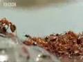 Ants create a lifeboat in the Amazon jungle