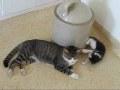 Little Kitten Annoys Big Cat