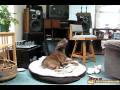 Doggy Sings with Bird