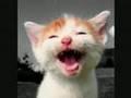/7ff571c34d-lachende-katzen-laughing-cats