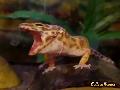 Gecko gähnt