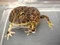 /3f064dd569-ornate-pacman-frog-getting-defensive