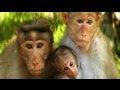 /89914b45f4-monkeys-playing
