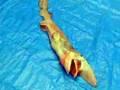 /b17c03a9a4-prehistoric-shark-found-again