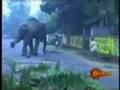 /0609f34e3d-mad-elephant-killed-a-life