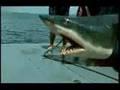 /2d93b84ea2-fishing-a-shark