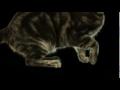 /3a184b0092-slow-motion-leaping-cat