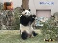 Funny Panda Rache