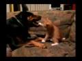 Kitten Fights Rottweiler!