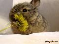 Baby Bunny Eats Tiny Flower