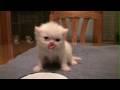 Baby Kitten and his funny meows
