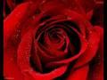 /bf748856b0-izzy-my-love-is-like-a-red-red-rose