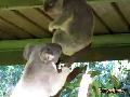 Koala Fight