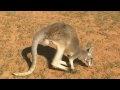 Baby kangaroos ready for release