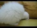 White kitten Vs White bunny !