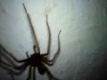 big spider  living room/Riesige spinnen im wohnzimmer