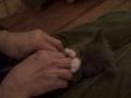 Tickle Kitten