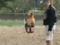 Dog in a Swing