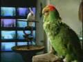 /6f7d030ccc-bud-light-talking-parrots