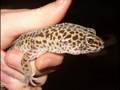 /aaf8c11be1-leopard-geckos-2