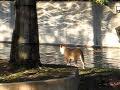 /757b8ebe9a-baby-deer-escapes-lions-at-zoo