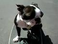 Bad Skateboarding Dog
