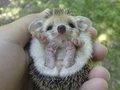 Hello, Hedgehog!