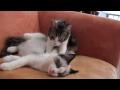 Katzen Massage